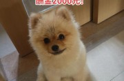 博美几岁算成犬，你需要知道的年龄阶段（从幼犬到成年犬，如何科学护理？）