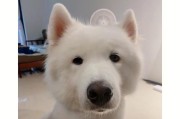 给萨摩耶剃毛有助于降温（夏季炎热？来给宠物剃个毛吧！）