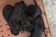 幼犬一天两顿饭会饿死吗？（探讨宠物幼犬饮食的必要性及注意事项）