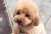 贵宾犬毛发常见问题解析（探究贵宾犬毛发问题的成因、预防和解决方法）