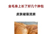 金毛易患疾病的原因及预防措施（探索金毛犬最常见的疾病及有效的预防方法）