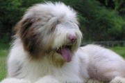 古代长须牧羊犬的饲养方法（重在细节，宠爱如初）