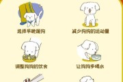 如何给中暑的狗狗提供正确的饮食？（关爱宠物，合理饮食）