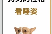 为什么狗睡觉时四脚朝天？（揭秘狗睡姿的原因及其影响因素）