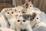养加菲猫的六要（了解加菲猫的特点和需要，打造幸福猫咪生活）