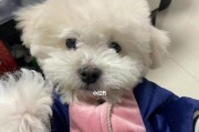 让比熊每日做运动，让它更健康快乐（养宠物，关注运动——比熊每日动起来的好处）