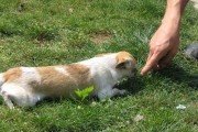 犬类环境适应性训练，让宠物更健康快乐（打造舒适的家居环境）