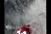 猫咪伤口消毒，保护它的健康（正确的消毒方式及使用消毒剂的要点）