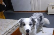 边境牧羊犬价格和适合新手养殖的条件（一只边境牧羊犬价格高不高？新手怎样才能适合养？）