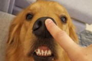 金毛犬毛发打结了怎么办？（教你如何有效应对犬毛打结问题）