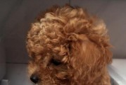 创新方法帮助幼犬培养上厕所习惯（以宠物为主，让训练更简单易行）
