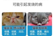 新生小猫的适应温度（了解适应体温的重要性与温度范围）