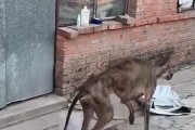 为什么狗狗一直夹着尾巴？（探究狗狗夹尾巴的原因及如何解决）