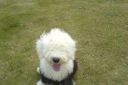 以古代牧羊犬美容为中心的宠物养护（关注细节，呵护健康）