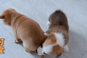 探究狗狗为什么喜欢咬尾巴（解析狗狗咬尾巴行为的原因及解决方法）