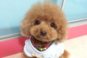 细说贵宾犬毛发修理的三个诀窍（让你的爱宠毛发更加美丽健康，三个小技巧就够了！）