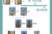 从兔舍建设到饲料喂养，一步步教您养好华南兔（从兔舍建设到饲料喂养，一步步教您养好华南兔）