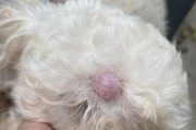 狗长瘤子是什么原因引起的？（瘤子种类、症状和治疗方法详解）