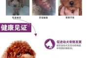 从宝宝到老伴，掌握狗狗发育知识（探秘狗狗成长的每一个阶段，了解健康养犬的窍门）
