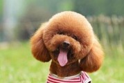 如何科学养护贵宾犬（从饲养环境到食物搭配，教你打造健康快乐的小贵宾）