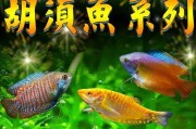 如何饲养健康的蓝曼龙鱼？（掌握这些关键点，让你的蓝曼龙鱼活得更健康）
