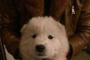 萨摩耶犬脸部清洁全攻略（了解清洁技巧，让你的宠物绝美如画）
