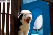 古代牧羊犬晚上叫怎么办？（探讨宠物主人应对古代牧羊犬夜间吠叫的方法）