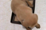 金毛狗为什么咬别的狗？（探究金毛狗攻击同类的原因及解决方法）