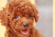 泰迪狗不吃东西的原因（解析泰迪狗不吃东西的原因和对策）