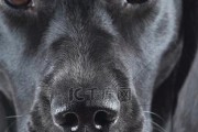 探究狗鼻子为何会变白的原因（科学解析狗鼻子变白的现象及关键因素）