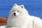 揭秘以萨摩耶犬的泪痕之谜（泪痕为何如此难去？原来是这些原因！）
