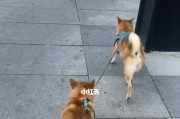 如何确定遛狗时间？（掌握科学合理的遛狗时刻，让宠物更健康）