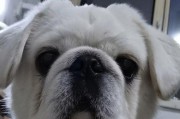 以爱斗的狗——战斗犬的真爱（为什么战斗犬在激烈的对战中表现出如此强烈的爱意？）