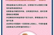 贵宾犬的睡眠习惯揭秘（贵宾犬一天睡多久？睡眠对贵宾犬健康的重要性）