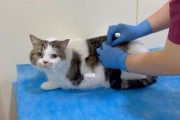 猫咪导尿费用一览（宠物如何预防导尿问题）