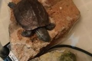 狗狗呛水的症状及处理方法（狗狗呛水后的反应及抢救方法）