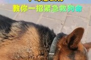 狗狗误食老鼠药的危害与处理方法（了解狗狗误食老鼠药的反应，及时采取正确的救治措施）