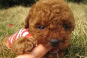 泰迪犬看家能力究竟如何？（探讨泰迪犬的守护本领以及合适的训练方法）