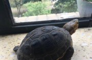 养殖简单的陆龟品种推荐（选择适合初学者的陆龟品种，享受养殖的乐趣）