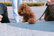 宠物狗自己出去玩的危险（遛狗不可掉以轻心，千万别放任狗狗自己出去玩）