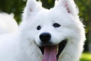 关注萨摩耶犬的健康，从预防三种疾病开始（关注萨摩耶犬的健康，从预防三种疾病开始）
