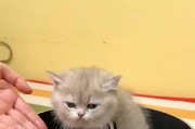 猫咪换主人后为什么不吃东西？（探究猫咪换主人后不吃东西的原因和解决方法）