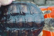 中美拟鳄龟的饲养方法（科学养殖与健康成长）