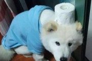 关于萨摩耶呕吐拉稀的五种情况（探究宠物身体异常症状及其原因，让我们更好地照顾萨摩耶）
