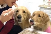 如何为金毛犬提供健康的饮食（金毛犬饮食的注意事项及营养需求）