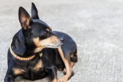 迷你杜宾犬饲养指南（如何做好迷你杜宾犬的日常护理，让它健康成长）