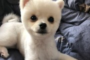 如何准确判断博美犬的年龄（掌握这个方法，让你的宠物生活更健康快乐）