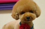打造可爱泰迪犬美容技巧（如何用宠物美容的方法让泰迪犬更加可爱？）