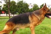 德国牧羊犬不能吃的食物（宠物饮食要注意的细节）