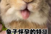 兔子怀孕肚子的变化及照顾方法（了解兔子怀孕期间肚子的变化，为你的兔子提供适当的照顾）